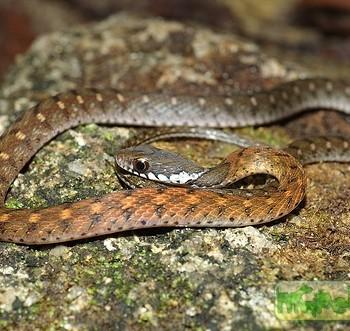Rhabdophis chrysargos