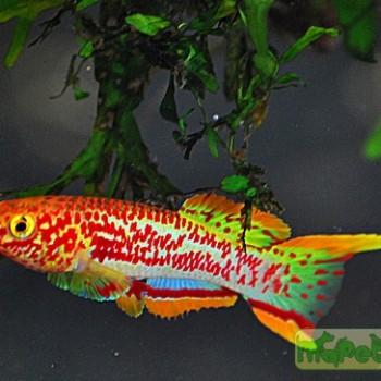 Aphyosemion gardneri