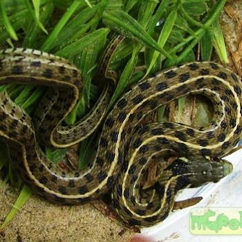 Thamnophis marcianus