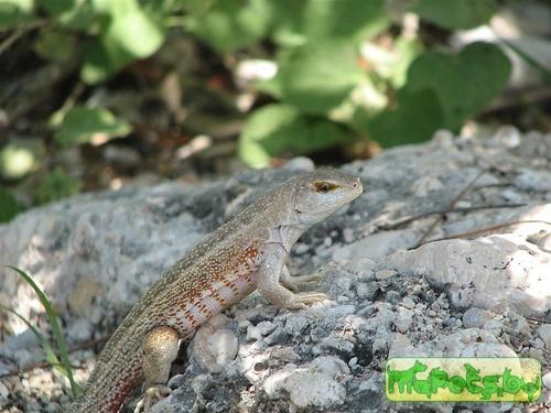 Leiocephalus schreibersi