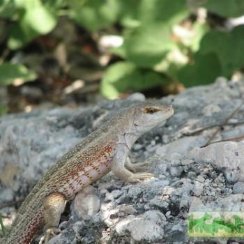 Leiocephalus schreibersi