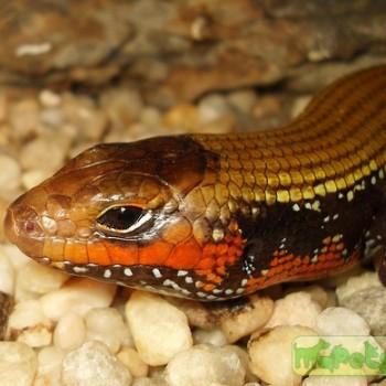 Mochlus fernandi