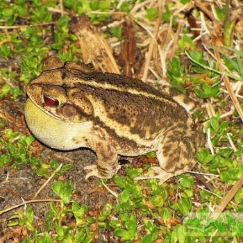 Bufo valliceps