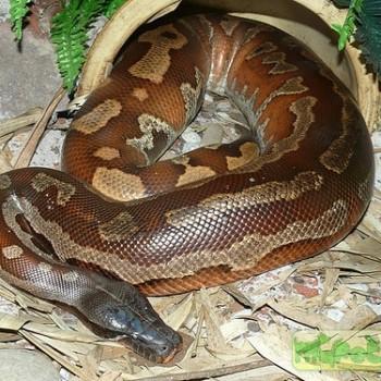 Python brongersmai