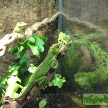 Anolis equestris