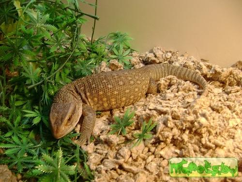 Varanus exanthematicus