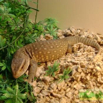 Varanus exanthematicus