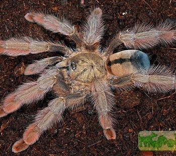 Psalmopoeus pulcher.