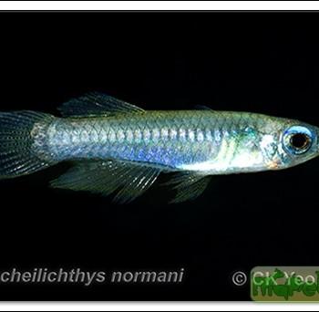 Aplocheilichthys normani