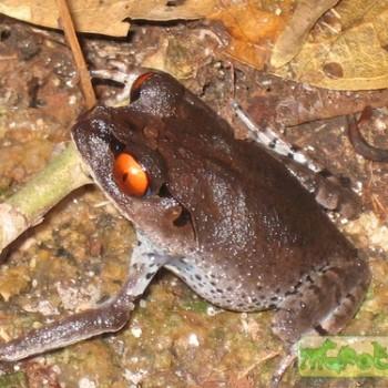 Leptobrachium hendricksoni