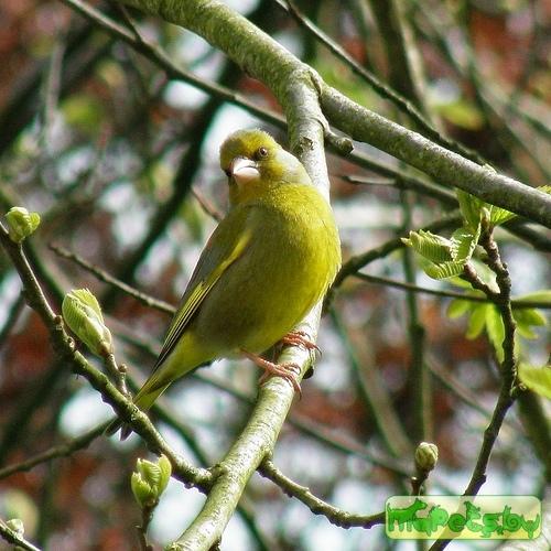 Carduelis chloris