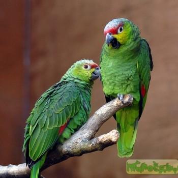 amazona