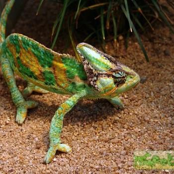 Chamaeleo calyptratus