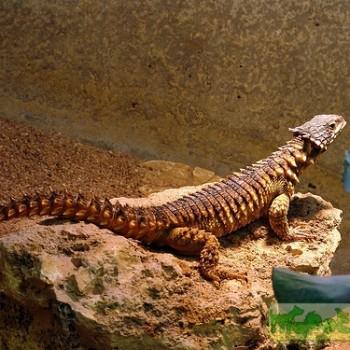 Cordylus
