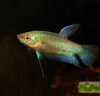 Trichopsis vittatus