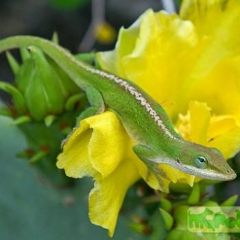 Anolis carolinensis