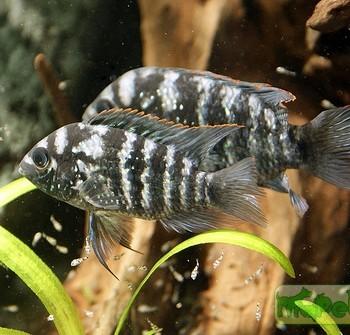 Aequidens pulcher