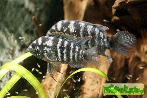Aequidens pulcher