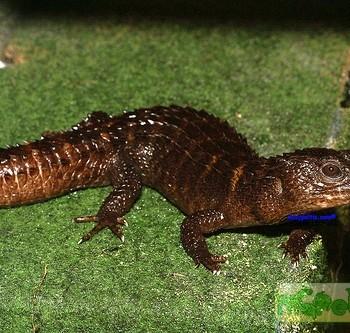 Tropidophorus