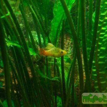 Xiphophorus variatus