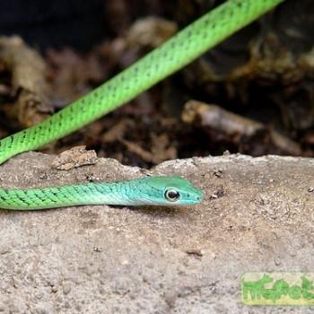 Philothamnus punctatus