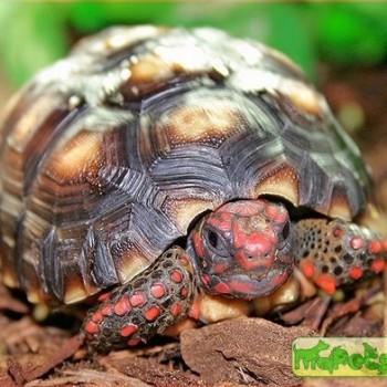 Geochelone carbonaria