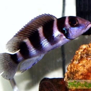 Neolamprologus tetrocephalus