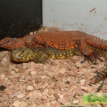 Uromastyx geyri