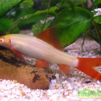 Labeo frenatus
