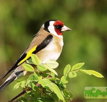Carduelis carduelis