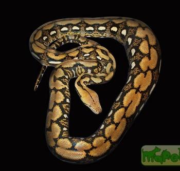 Python reticulatus