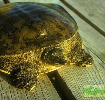 Apalone spinifera