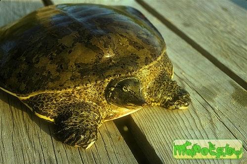 Apalone spinifera