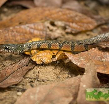 Xenochrophis trianguligerus