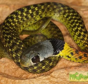 Rhabdophis subminiatus