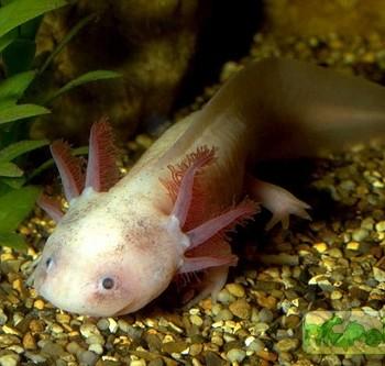Ambystoma mexicanum