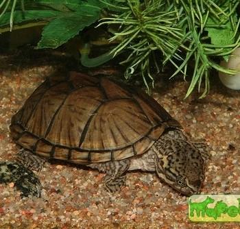 Sternotherus carinatus (Килеватая мускусная, Килеспинная замыкающаяся)