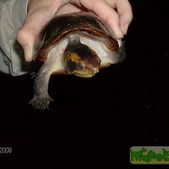 Kinosternon leucostomum