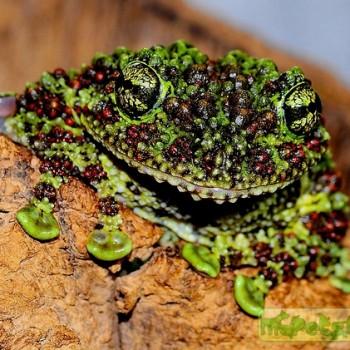 Theloderma corticale