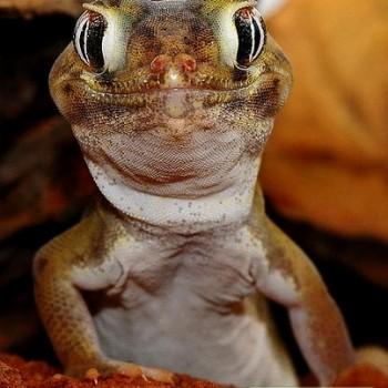 Teratoscincus microlepis