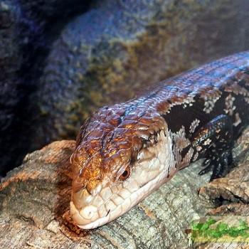 Tiliqua gigas
