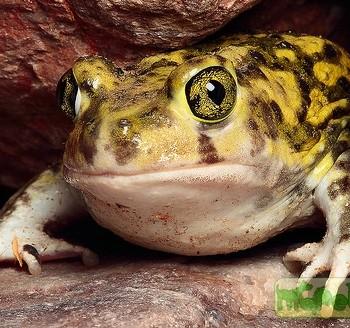 Scaphiopus