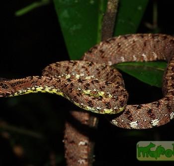 Boiga jaspidea