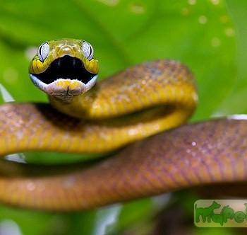Boiga cyanea