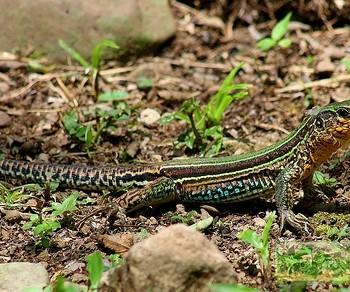 Ameiva ameiva