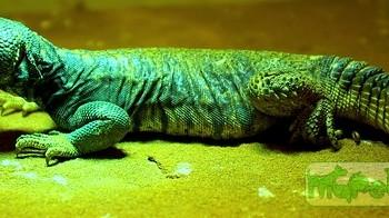 Uromastyx ornata