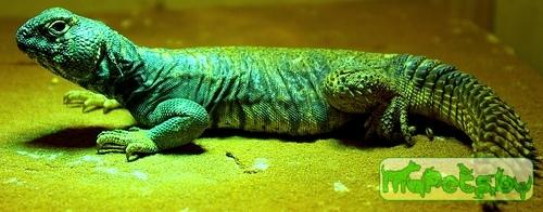 Uromastyx ornata