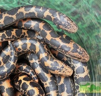 Gongylophis colubrinus