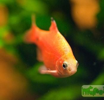 Barbus conchonius
