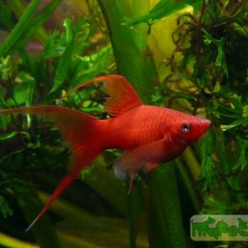 Xiphophorus helleri